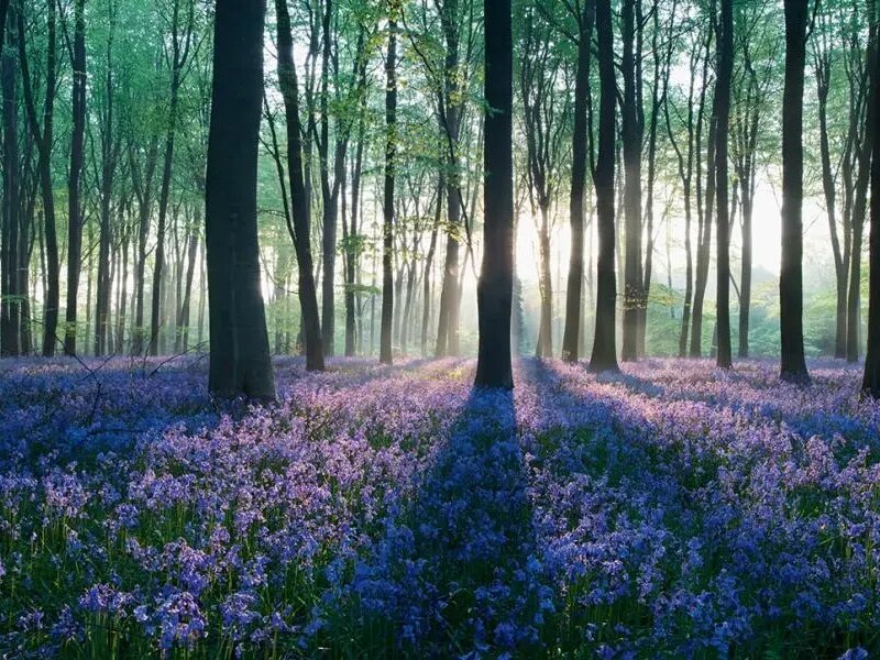 潔福（潔弗樂）塑膠地板：以生態(tài)設(shè)計為核，鑄就環(huán)保與品質(zhì)共生典范